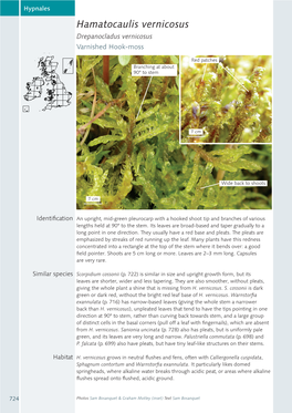 Hamatocaulis Vernicosus Drepanocladus Vernicosus Varnished Hook-Moss