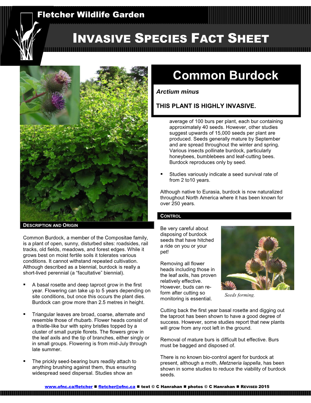 Common Burdock