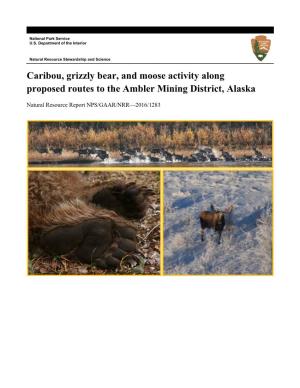 Caribou, Grizzly Bear, and Moose Activity Along Proposed Routes to the Ambler Mining District, Alaska
