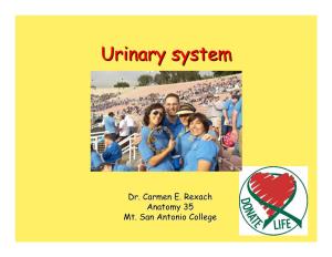 Lecture (1) Urinary System