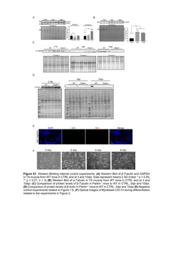 Western Blot of Β-Tubulin and GAPDH in TA Muscle from WT Mice in CTRL and at 3 and 10Dpi