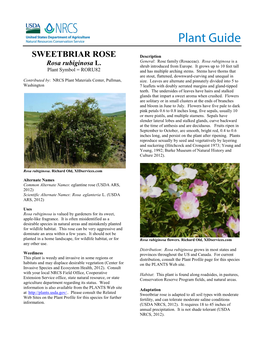 Sweetbriar Rose Plant Guide