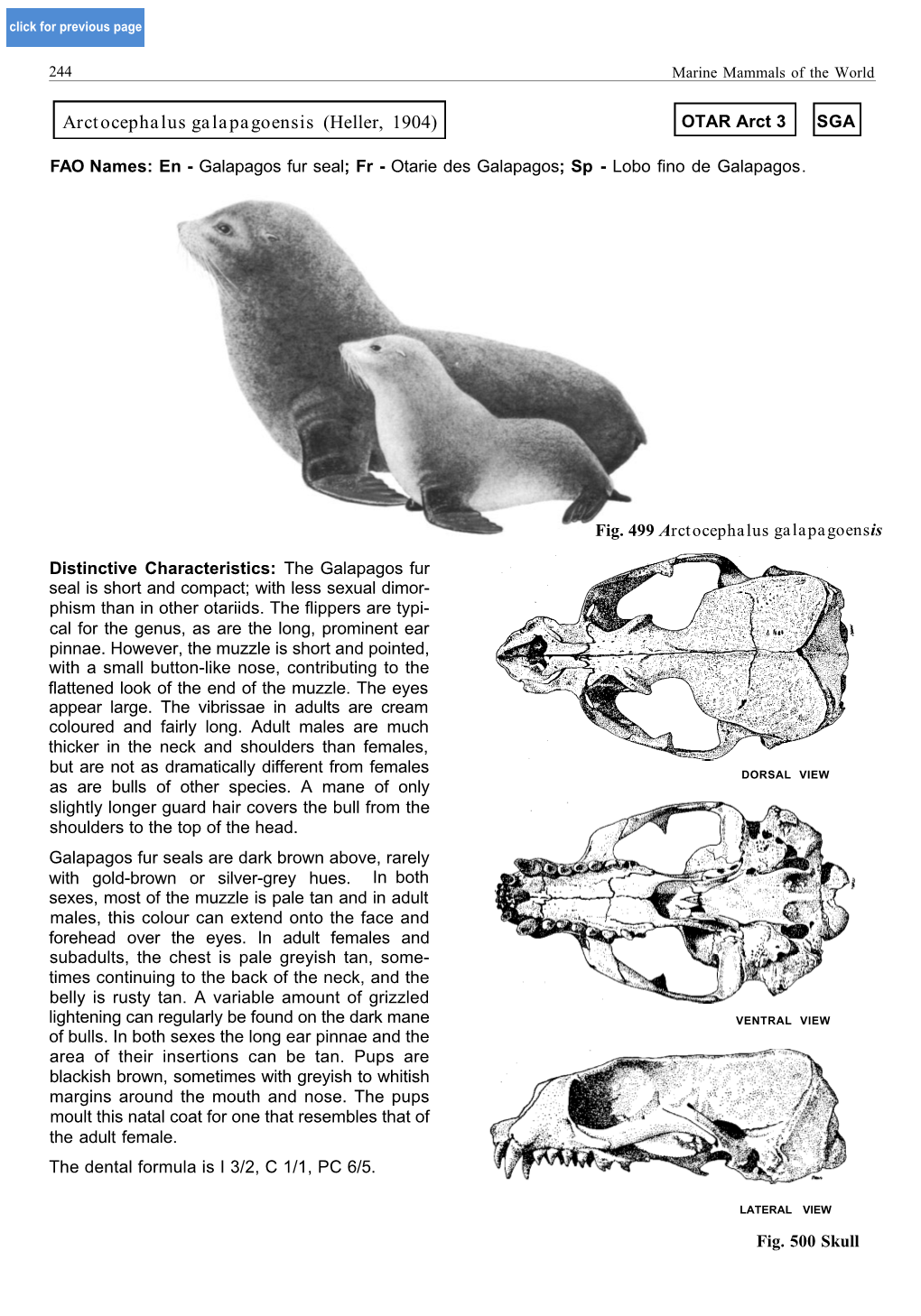 Arctocephalus Galapagoensis (Heller, 1904) OTAR Arct 3 SGA