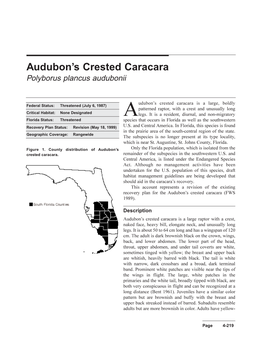 Audubon's Crested Caracara Is a Large, Boldly