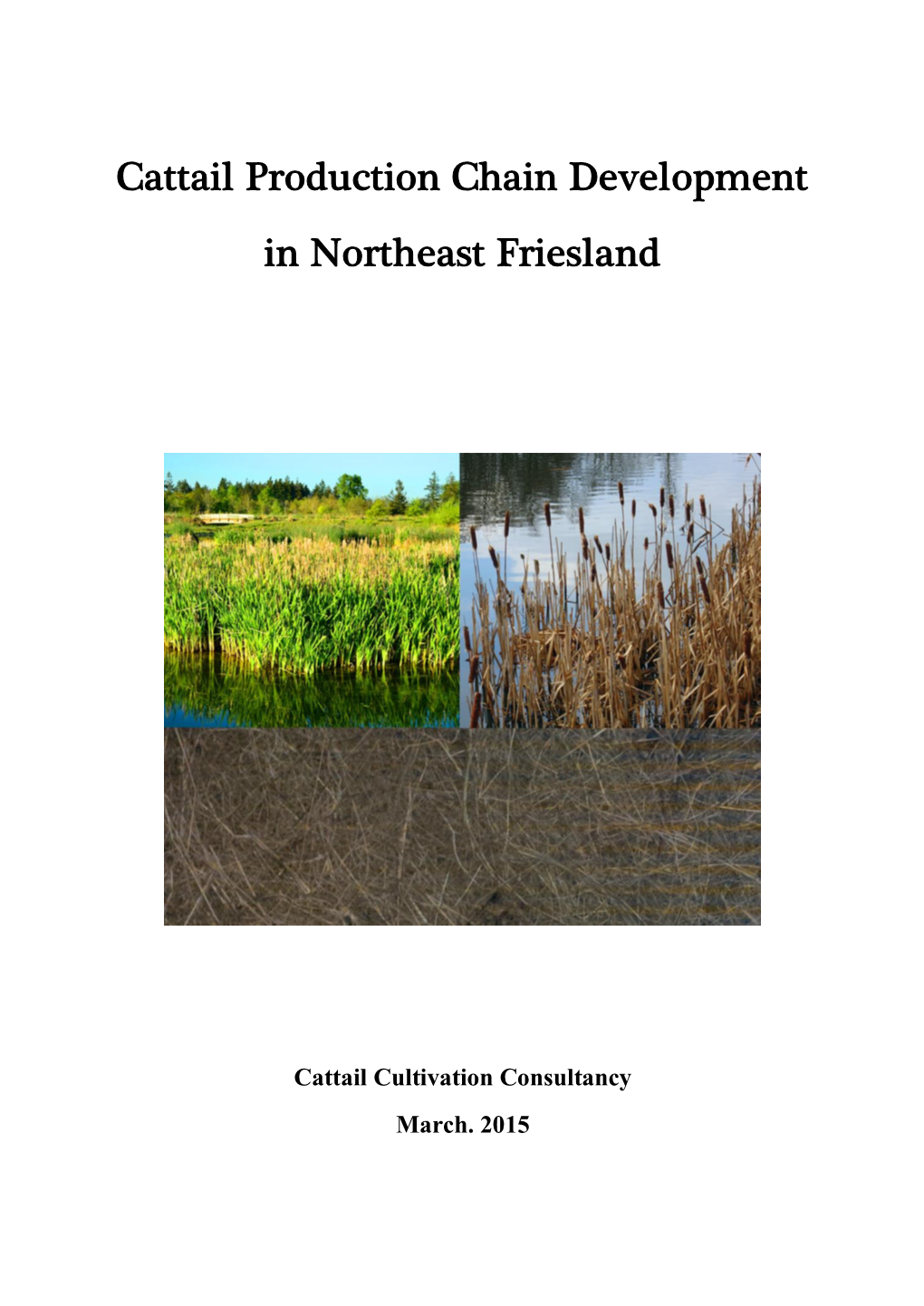 Cattail Production Chain Development in Northeast Friesland