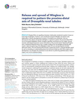 Release and Spread of Wingless Is Required to Pattern the Proximo-Distal Axis of Drosophila Renal Tubules Robin Beaven, Barry Denholm*