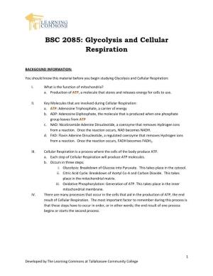 BSC 2085: Glycolysis and Cellular Respiration