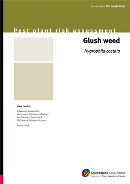 Glush Weed—Hygrophila Costata