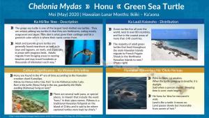 Honu Chelonia Mydas | Green Sea Turtle