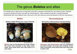 The Genus Boletus and Allies