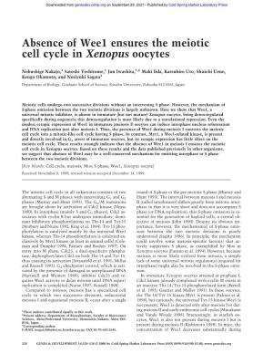 Absence of Wee1 Ensures the Meiotic Cell Cycle in Xenopus Oocytes