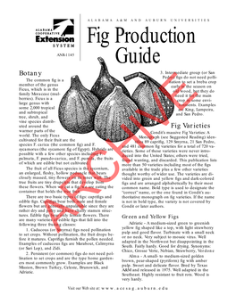 Fig Production Guide 3 Osborn Proliﬁc - a Medium-Sized Bronze to in the Ground, ﬁg Plants Can Quickly Reach 15 Brown ﬁg with Amber to Light Strawberry Pulp