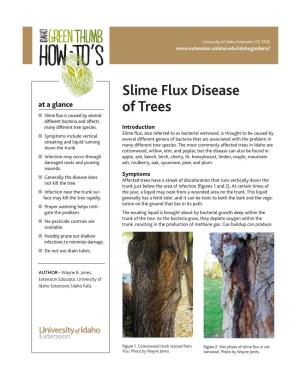 Slime Flux Disease CIS 1205