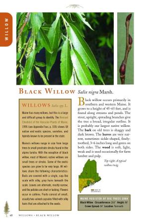 Black Willow Occurs Primarily In