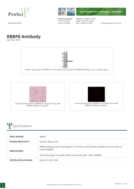 RBBP8 Antibody Cat