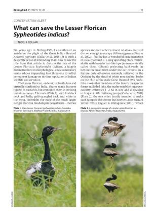 What Can Save the Lesser Florican Sypheotides Indicus?