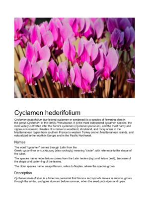 Cyclamen Hederifolium Cyclamen Hederifolium (Ivy-Leaved Cyclamen Or Sowbread) Is a Species of Flowering Plant in the Genus Cyclamen, of the Family Primulaceae