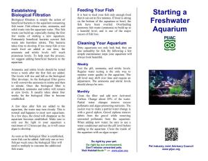 Starting a Freshwater Aquarium