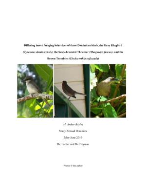 Amber Bayles Bird Foraging Behaviors
