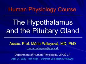 The Hypothalamus and the Pituitary Gland