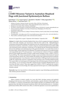 LAMB3 Missense Variant in Australian Shepherd Dogs with Junctional Epidermolysis Bullosa