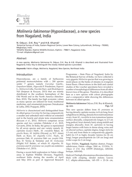 Molineria Fakimense (Hypoxidaceae), a New Species from Nagaland, India