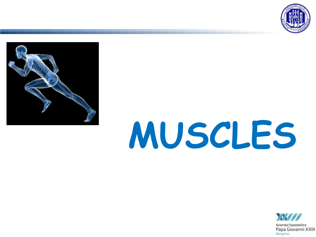 muscles-muscular-system-muscle-tissue-histology-docslib