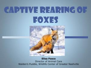 FOXES: Captive Rearing Considerations & Natural History