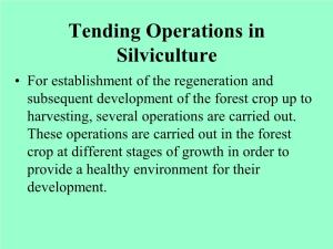 Tending Operations in Silviculture