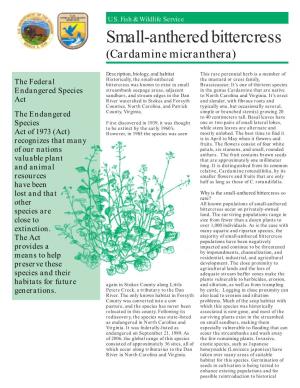 Small-Anthered Bittercress (Cardamine Micranthera)