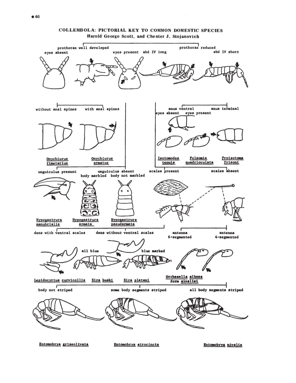 COLLEMBOLA: PICTORIAL KEY to COMMON DOMESTIC SPECIES Harold George Scott, and Che Ster J