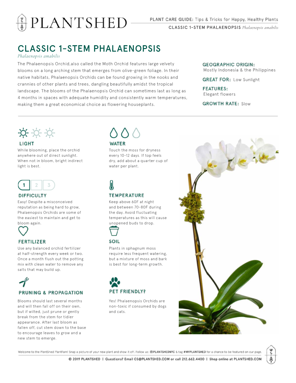 CLASSIC 1-STEM PHALAENOPSIS Phalaenopsis Amabilis