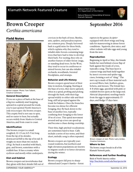 Brown Creeper September 2016 Certhia Americana
