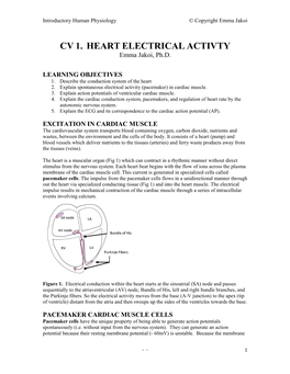 Cardiovascular Physiology