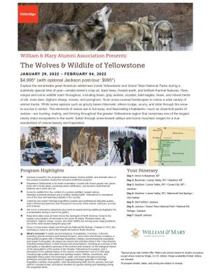 The Wolves & Wildlife of Yellowstone