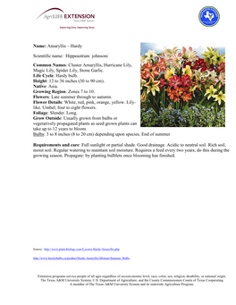 Amaryllis – Hardy Scientific Name: Hippeastrum Johnsoni Common