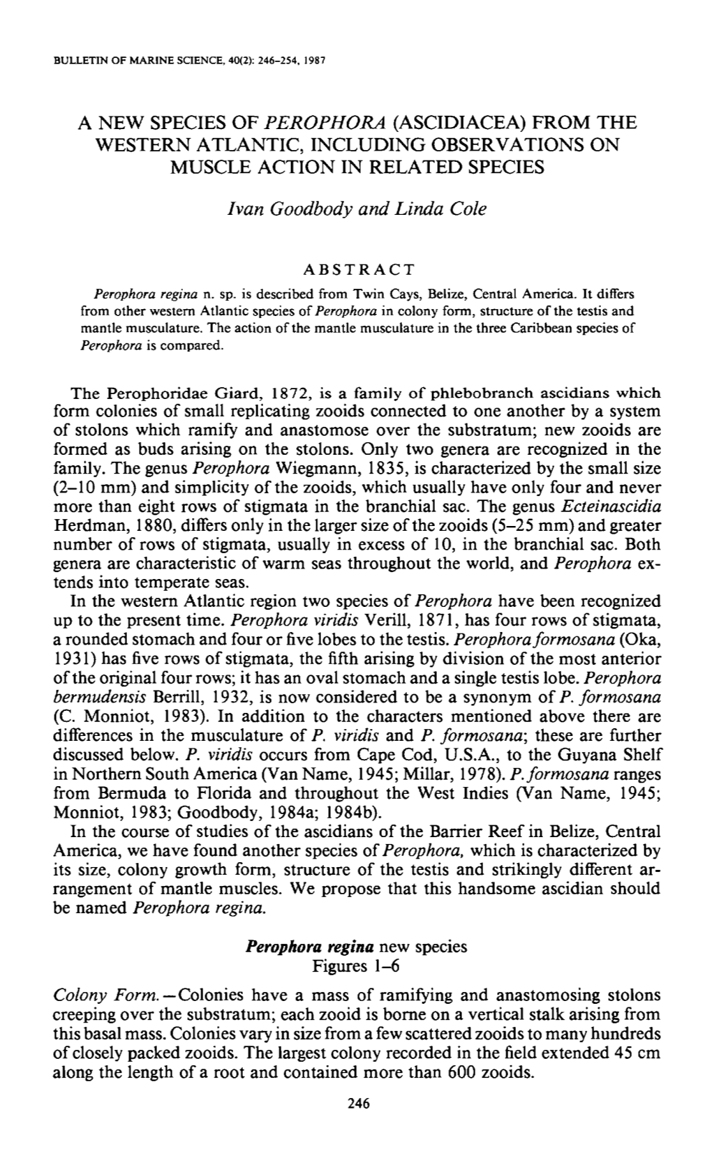 A New Species of Perophora (Ascidiacea) from the Western Atlantic, Including Observations on Muscle Action in Related Species