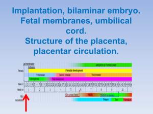 Implantation, Bilaminar Embryo. Fetal Membranes, Umbilical Cord