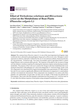 Effect of Trichoderma Velutinum and Rhizoctonia Solani on the Metabolome of Bean Plants (Phaseolus Vulgaris L.)