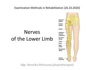 Nerves of the Lower Limb