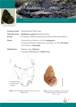 Beddomeia Capensis (Hydrobiid Snail (Table Cape)) Beddomeia Capensis