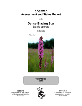 Dense Blazing Star (Liatris Spicata) Is a Perennial Herb of the Aster Family