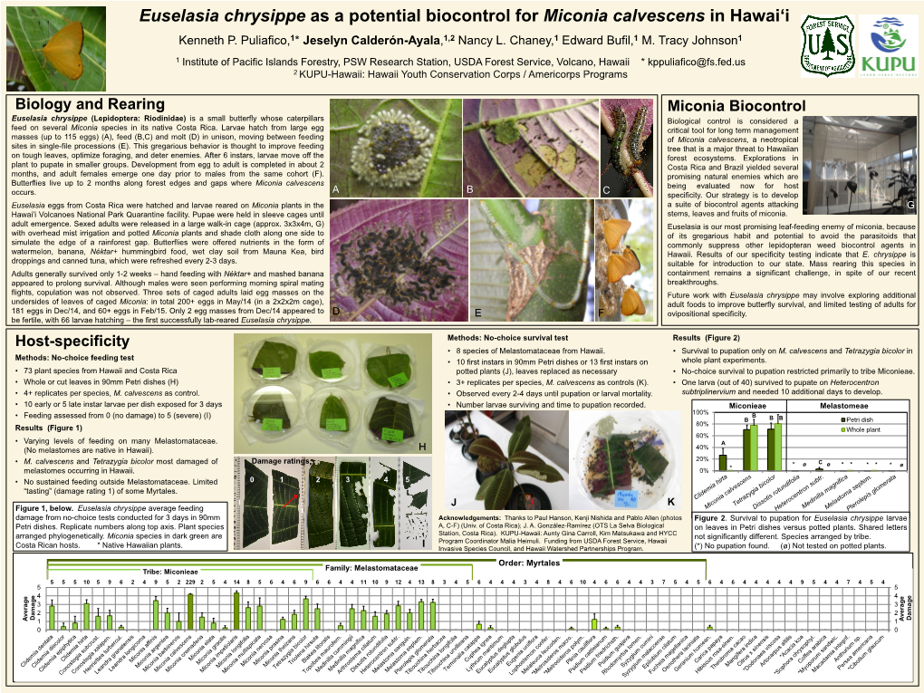 Euselasia Chrysippe As a Potential Biocontrol for Miconia Calvescens in Hawaiʻi Kenneth P