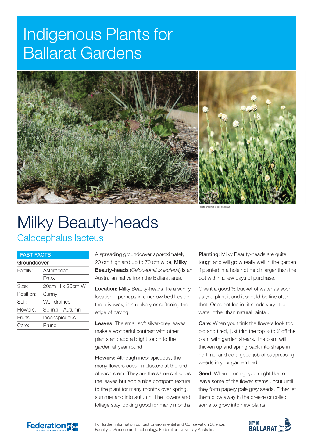 Milky Beauty-Heads Indigenous Plants for Ballarat Gardens