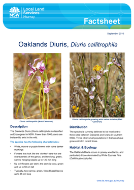 Oaklands Diuris Factsheet