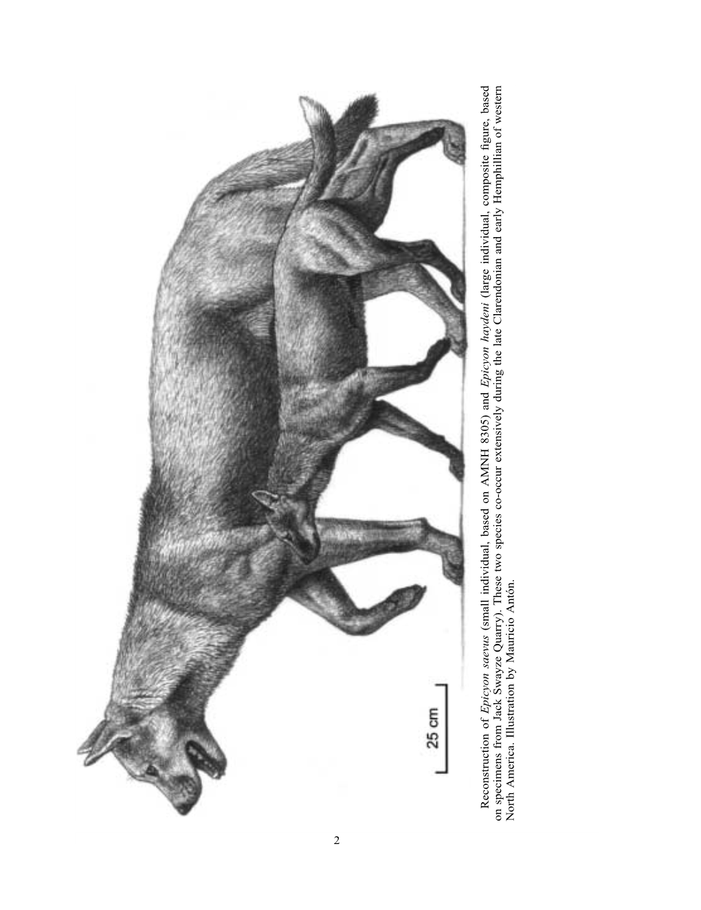 File # 01Acc (Large Individual, Composite ﬁgure, Based Epicyon Haydeni «N