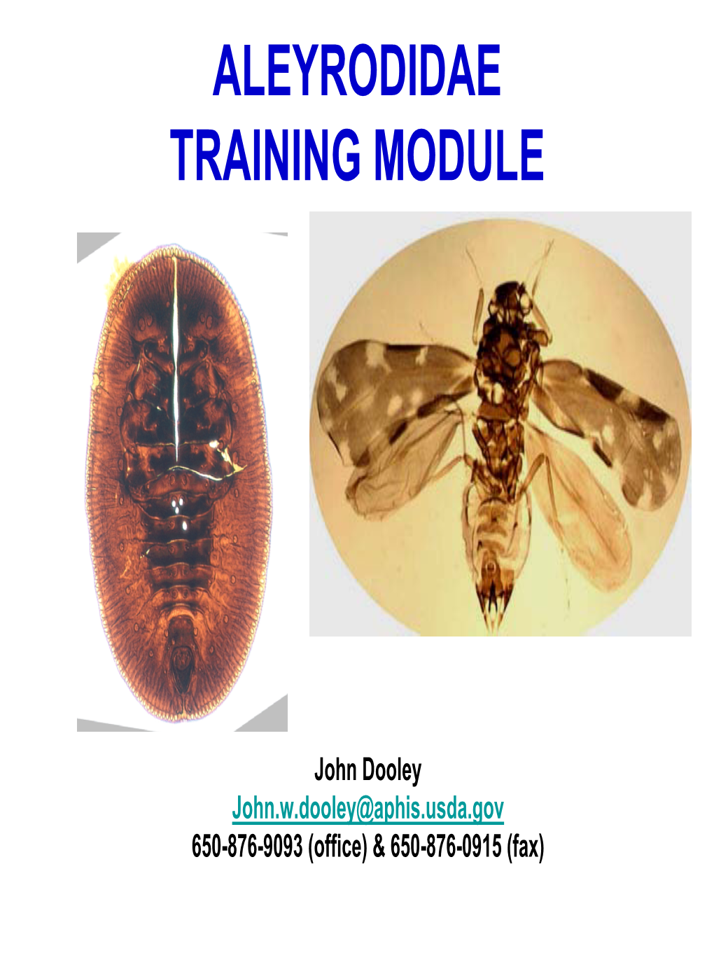 Aleyrodidae Training Module
