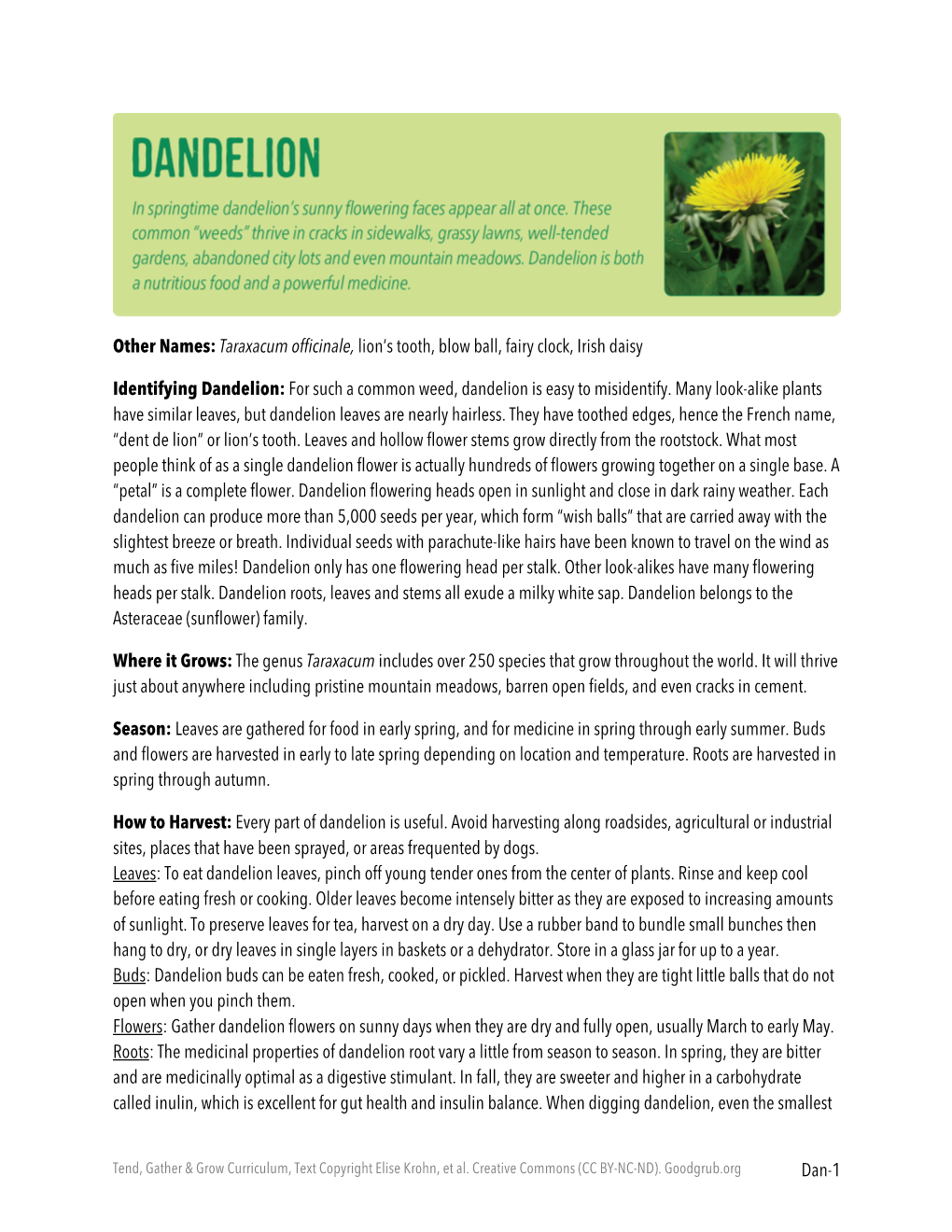 Dandelion: for Such a Common Weed, Dandelion Is Easy to Misidentify