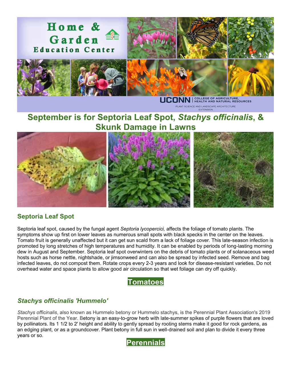 September Is for Septoria Leaf Spot, Stachys Officinalis, & Skunk