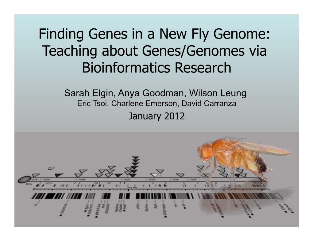 Finding Genes in a New Fly Genome: Teaching About Genes/Genomes Via Bioinformatics Research